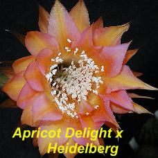 EP-H. Apricot Delight x Heidelberg.4.1.jpg 